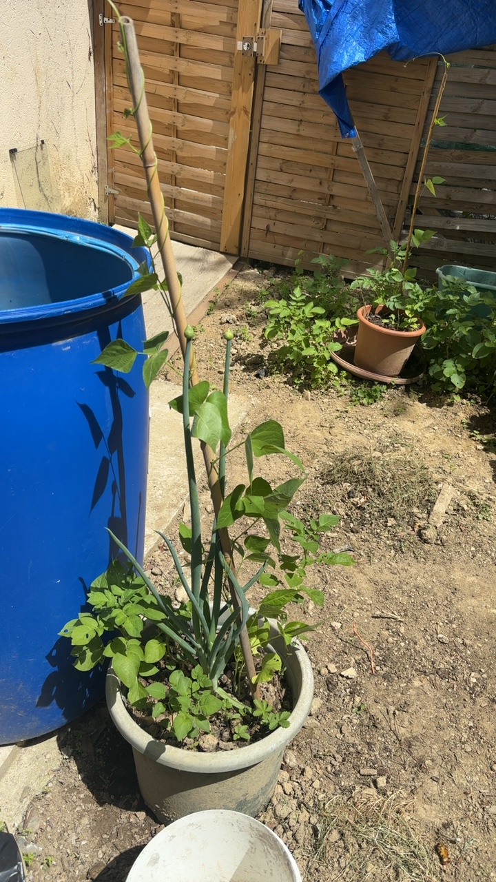 Planta de Jardim em Vaso