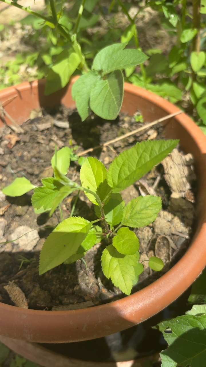 Muda de Planta em Vaso