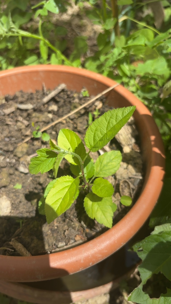Muda de Planta em Vaso