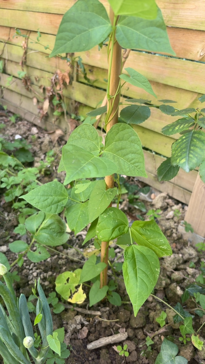 Planta de Feijão em Crescimento